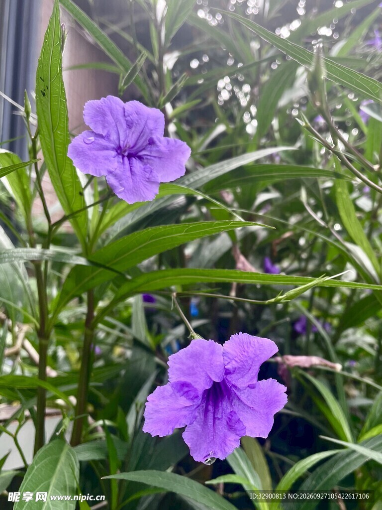 翠芦莉紫色花卉实拍