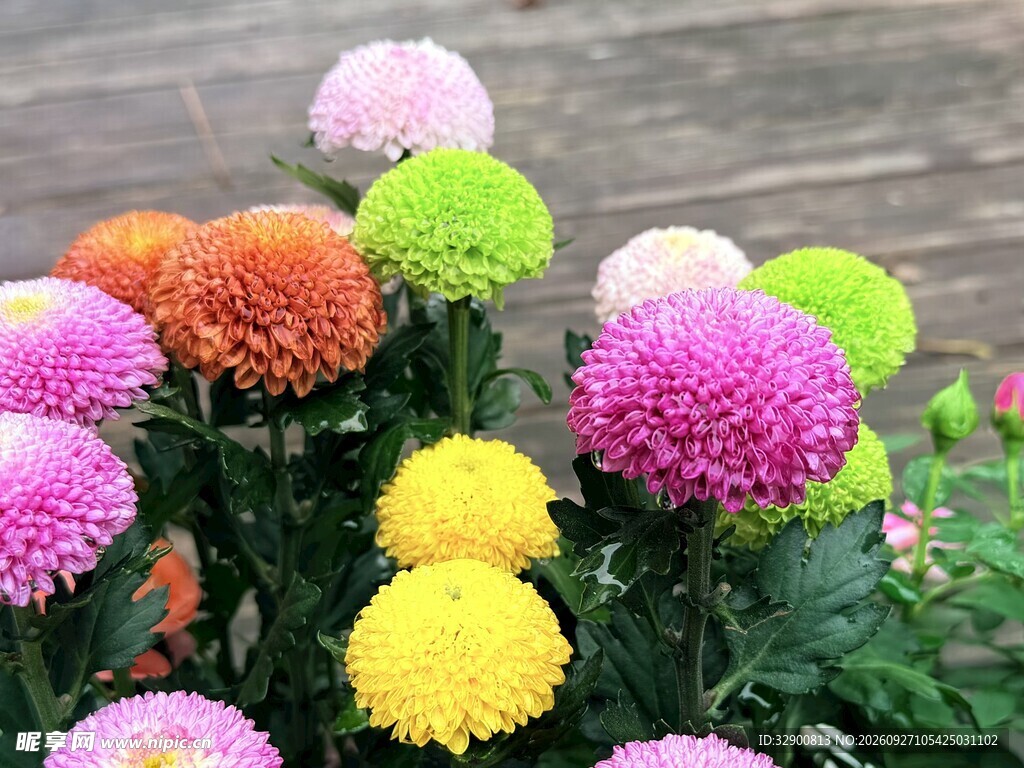 多彩乒乓菊