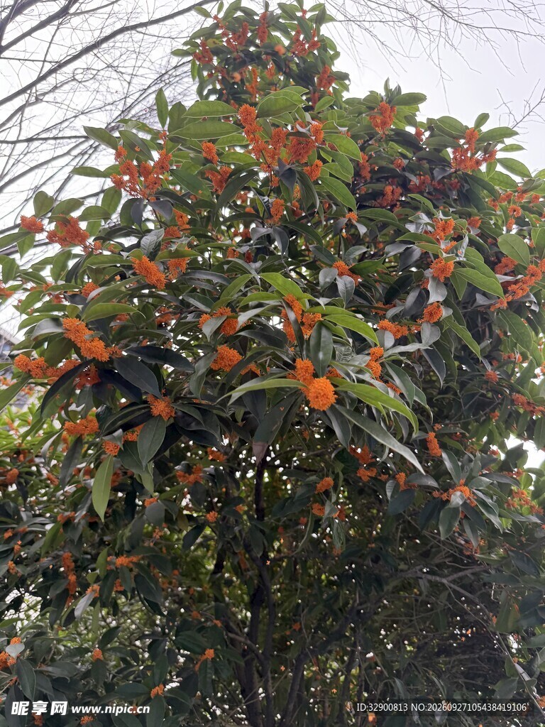 桂花
