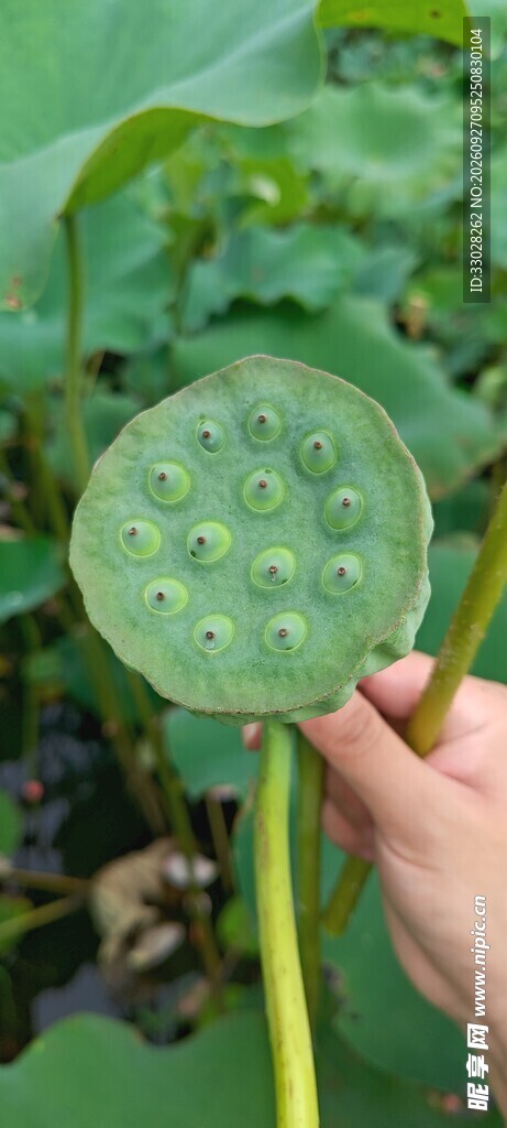 莲蓬