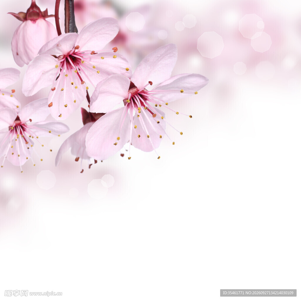 唯美柔粉樱花背景
