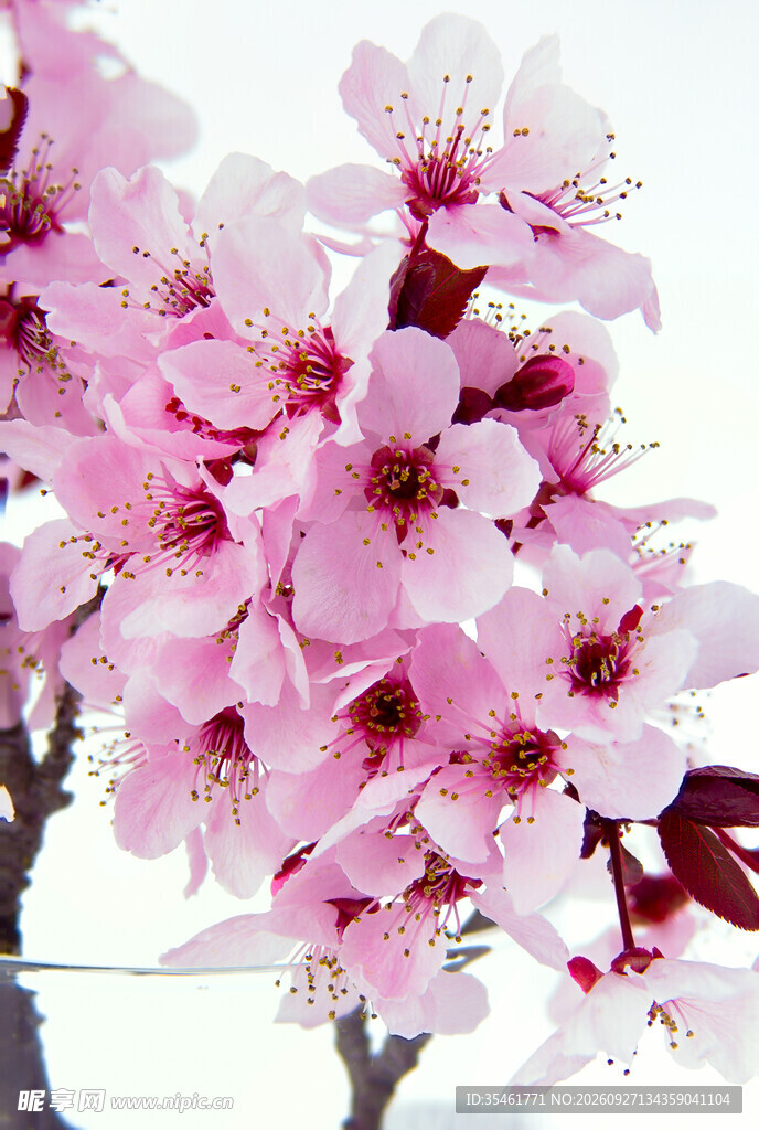 春日粉花满枝
