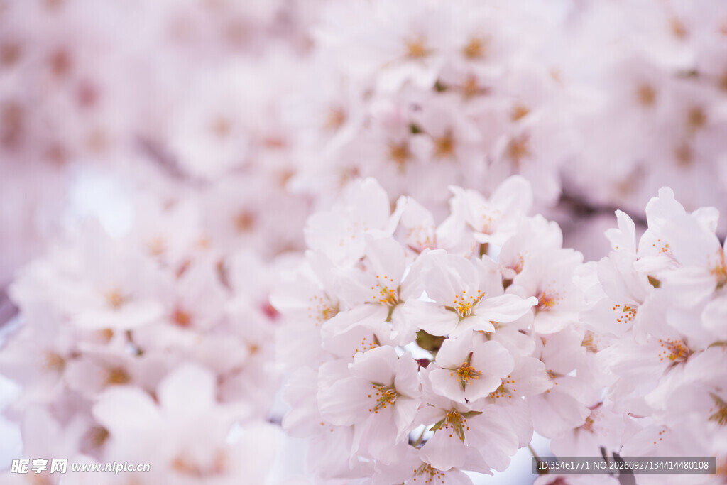 柔焦樱花唯美特写