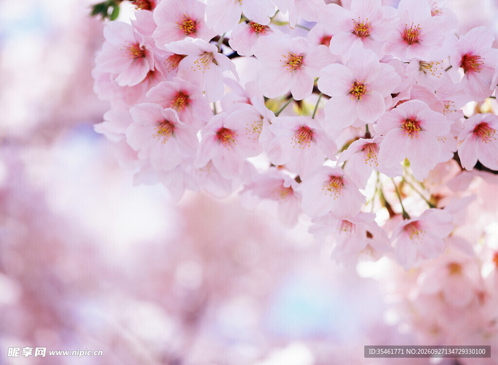 柔焦樱花春日唯美背景