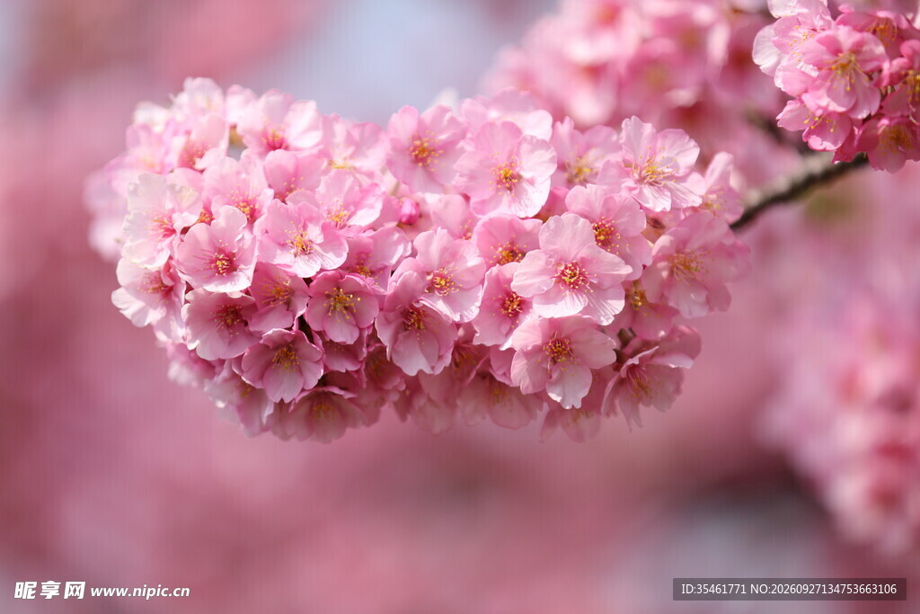 柔焦粉色樱花特写