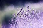 柔焦梦幻薰衣草背景