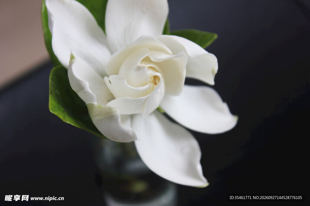 洁白栀子花特写