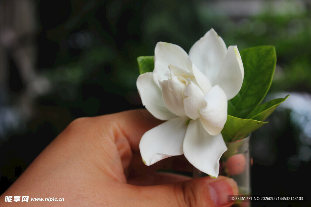 手持清新栀子花