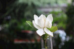 清新栀子花