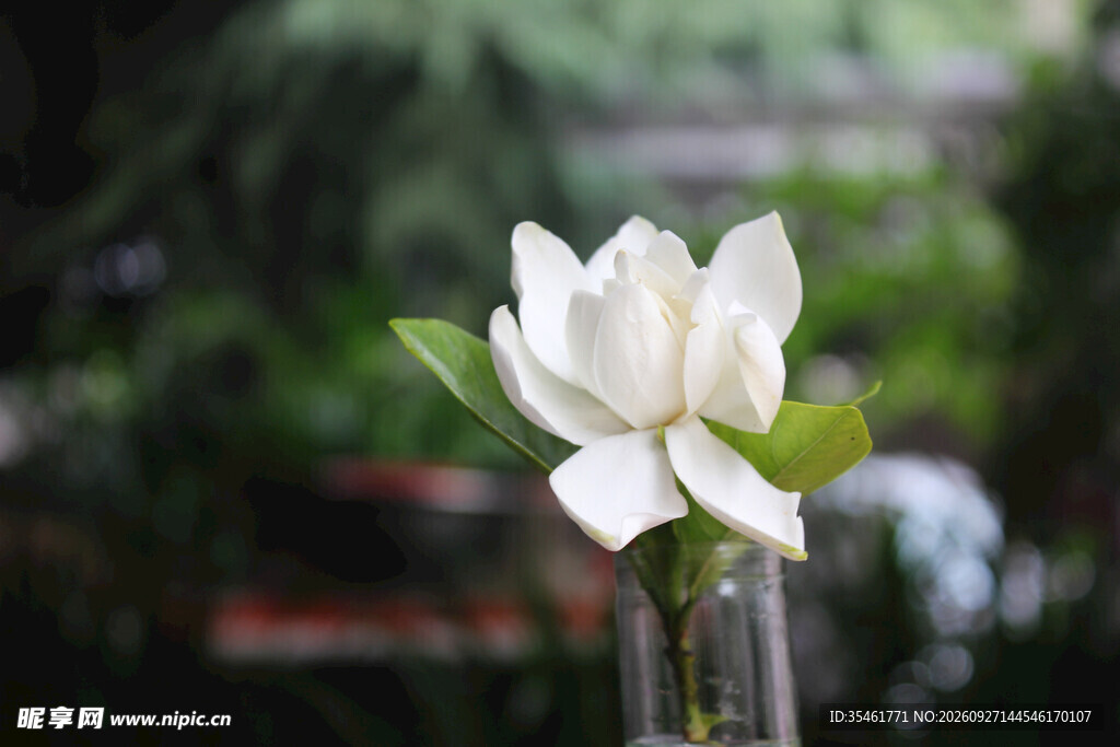 清新栀子花