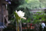 瓶中清新栀子花