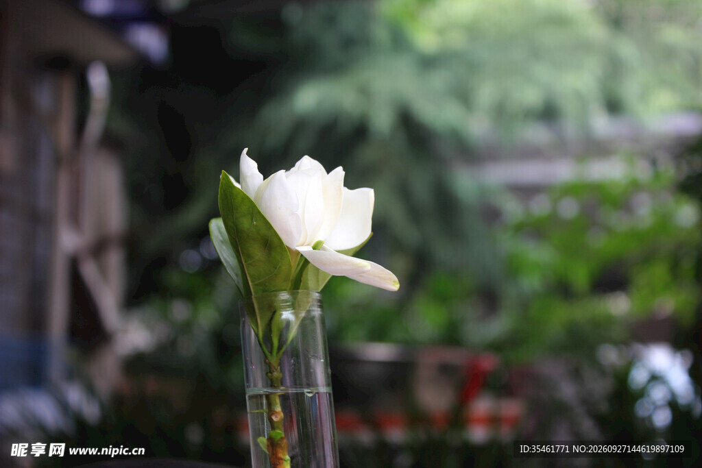 瓶中清新栀子花