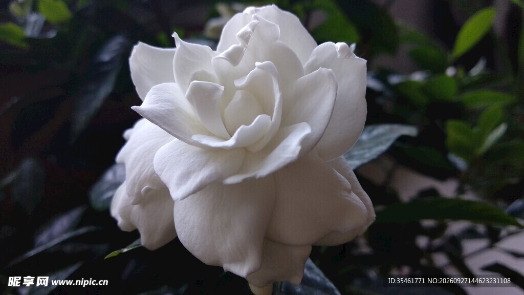 洁白栀子花