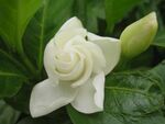 半开栀子花特写
