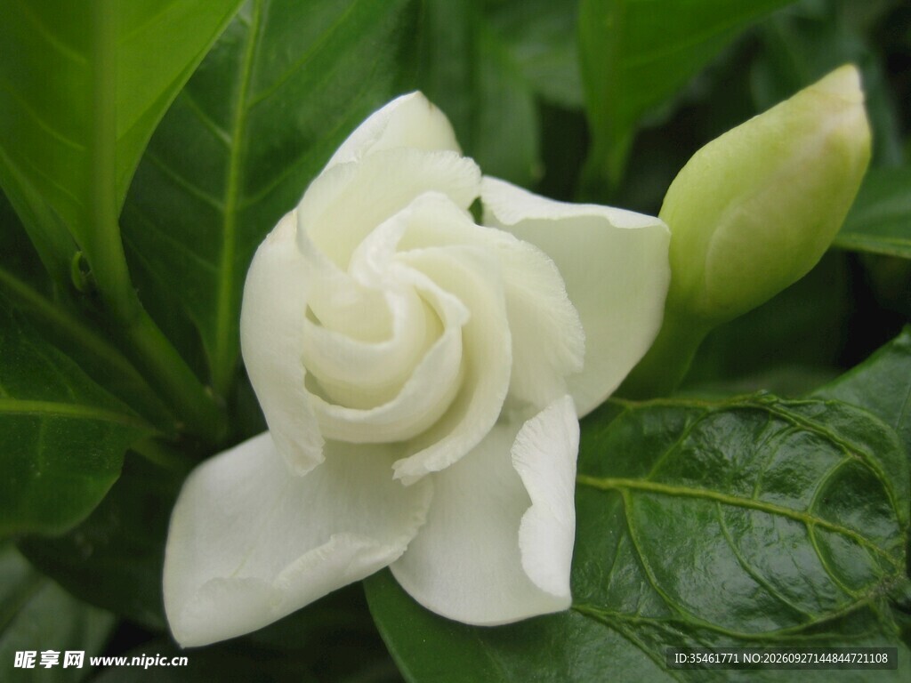 半开栀子花特写
