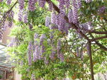 春日紫藤花烂漫