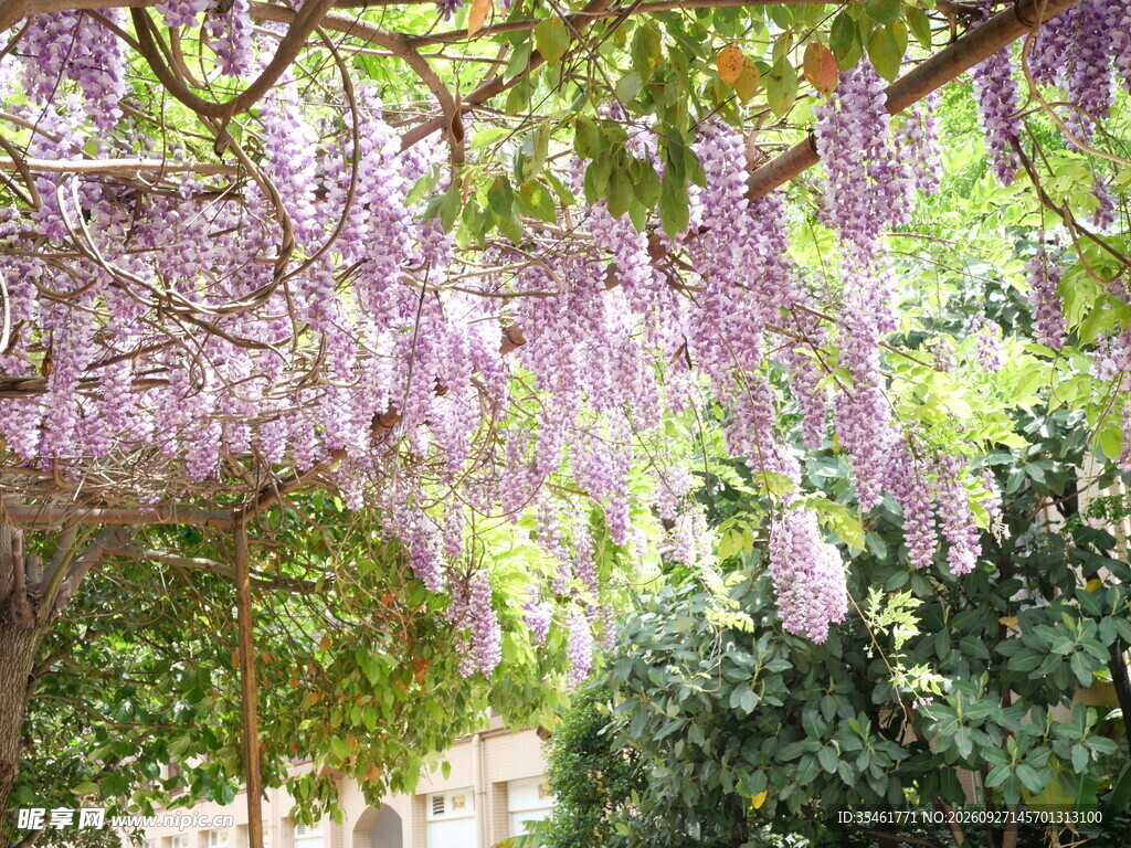 春日紫藤花唯美盛景