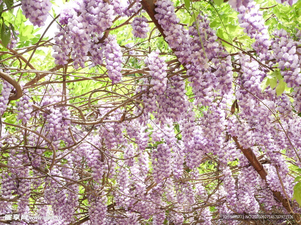春日紫藤花盛景
