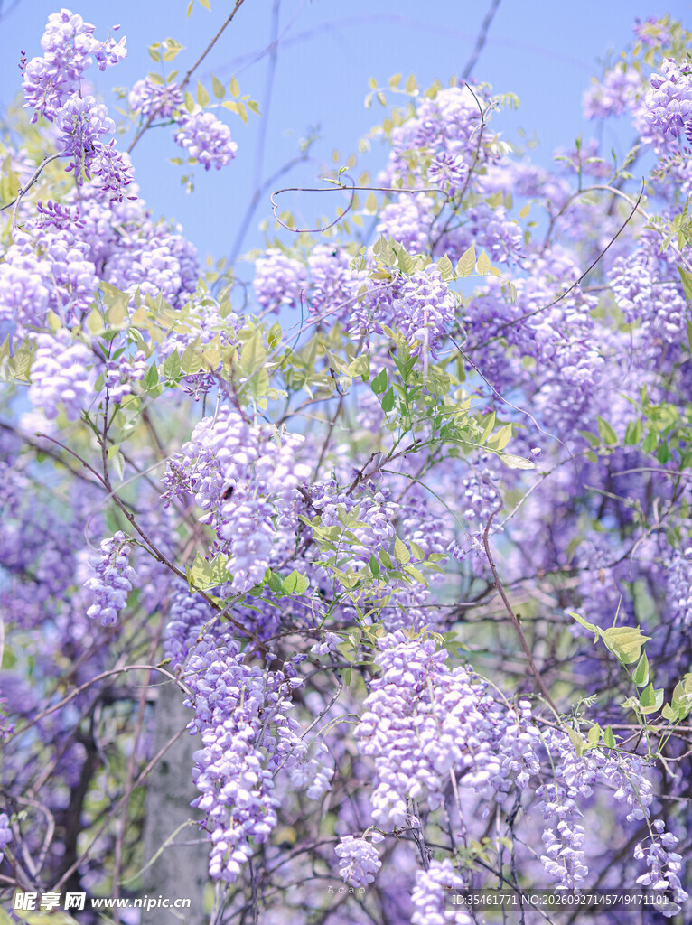 蓝天下紫藤花盛开