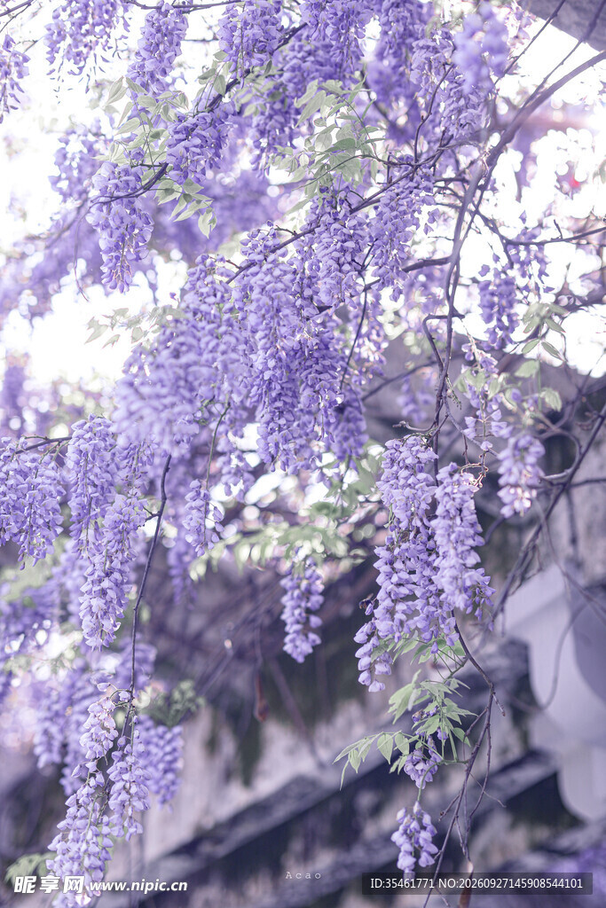 春日紫藤花瀑美景