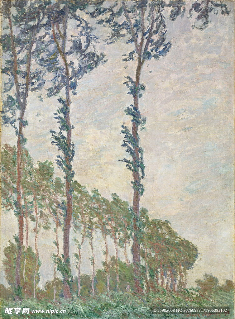 白杨树风景印象油画