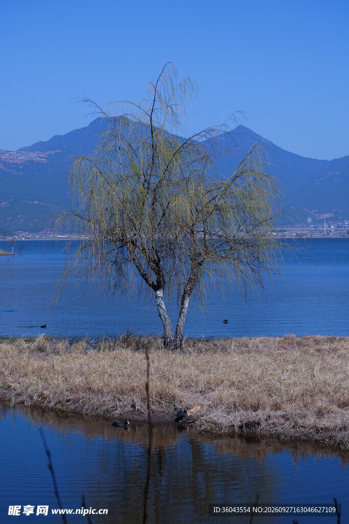 湖畔孤树山水风光