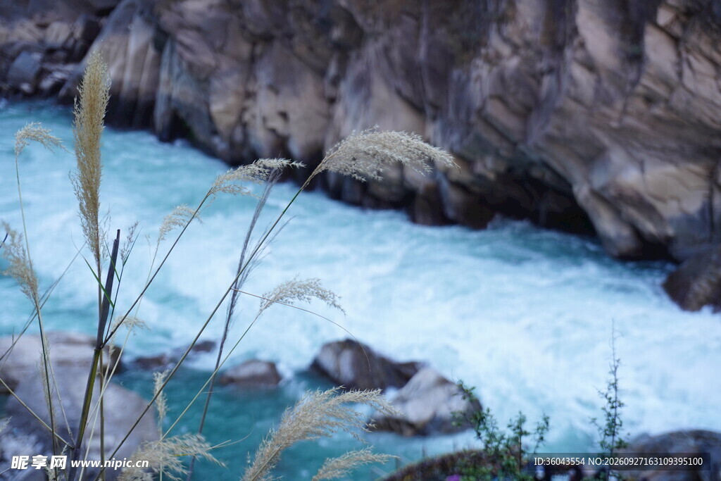 崖下河畔芦苇风光