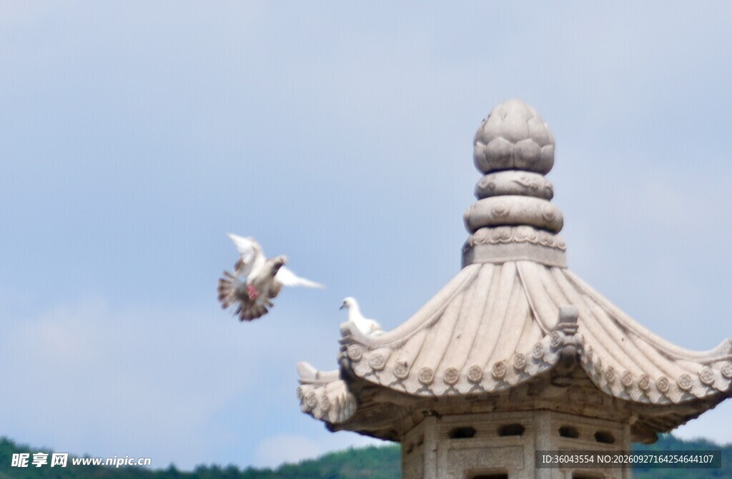 古建石塔檐下白鸽