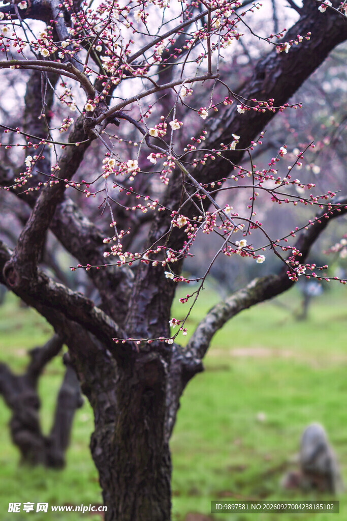 早春梅花树景观
