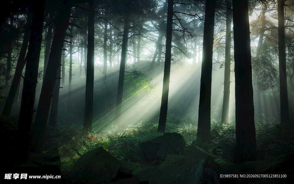 林间晨雾光束美景