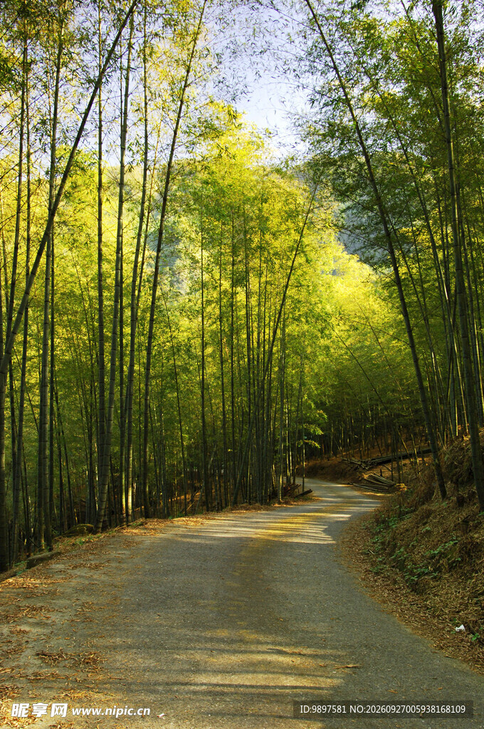 竹林小路自然风景