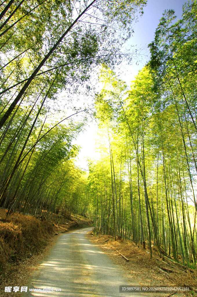 阳光竹林小径美景