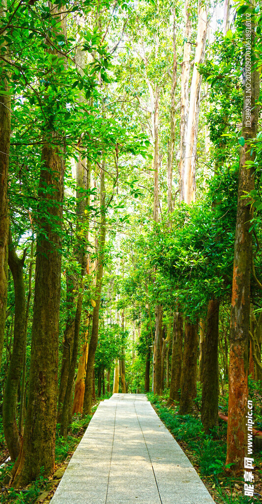 林间阳光步道美景