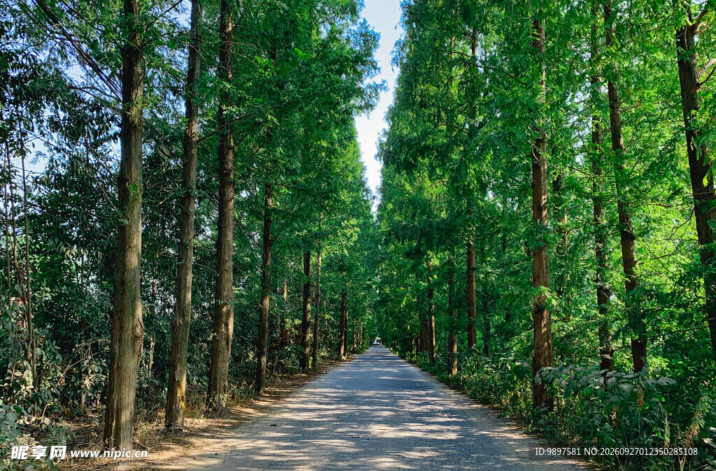 夏日林间林荫小道