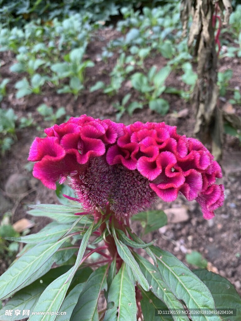 鸡冠花