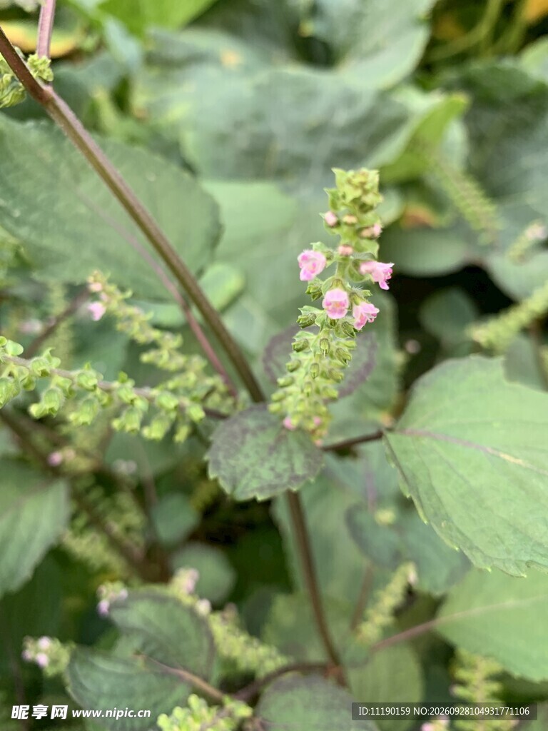 紫苏花