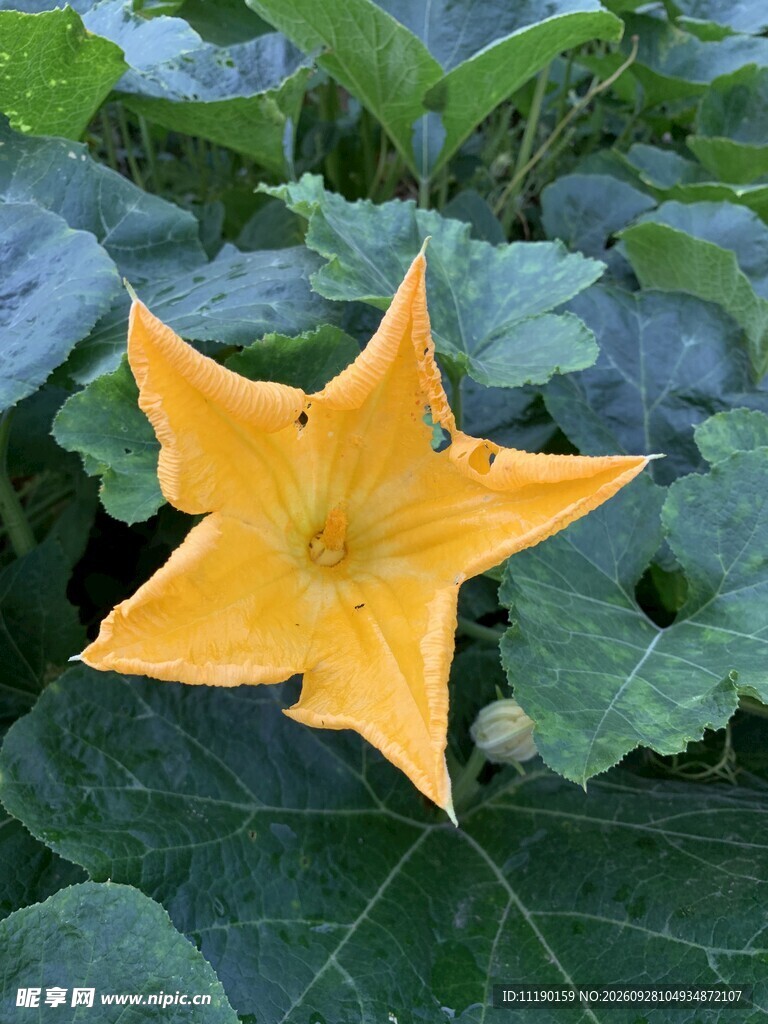 南瓜花