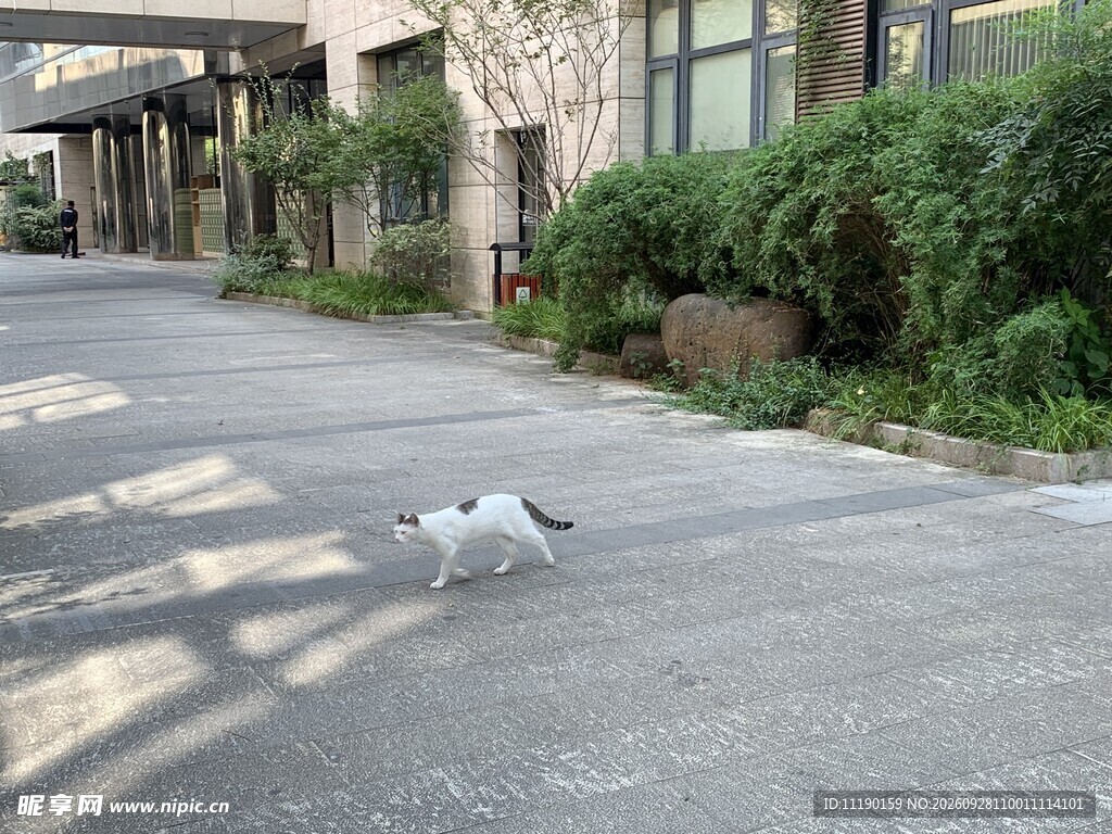 行走的猫