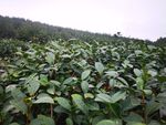 山间连片农作物种植田