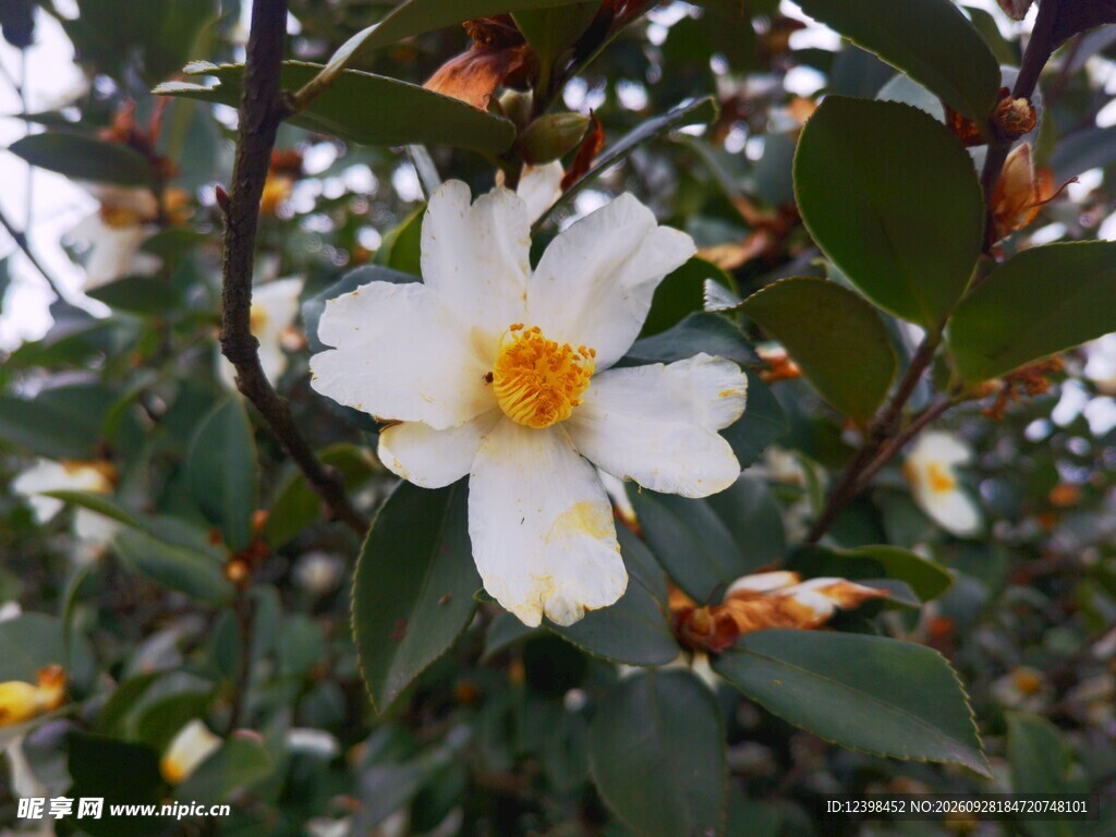 白色山茶花绽放特写
