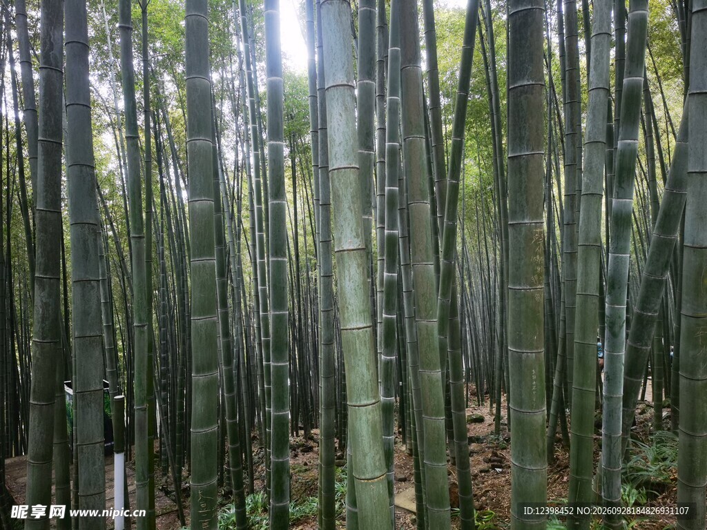 青翠竹林自然风光