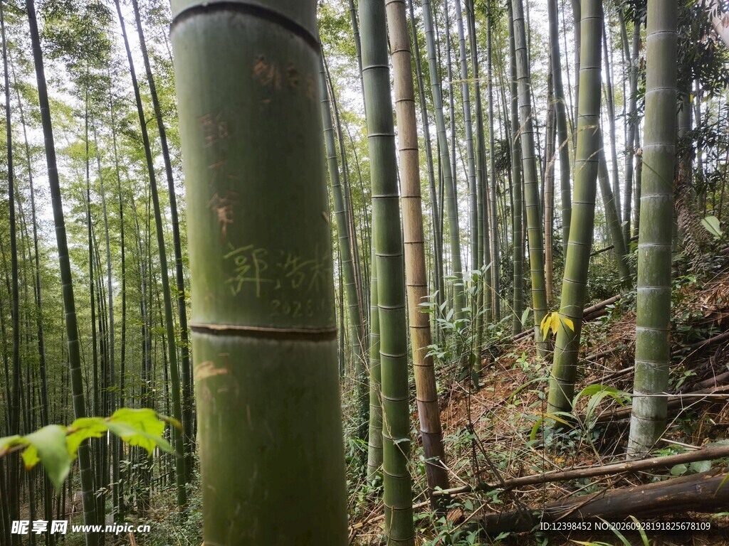 山间青翠竹林