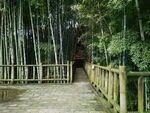 竹林观光步道