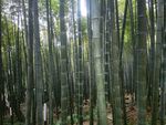 翠绿竹林自然风光
