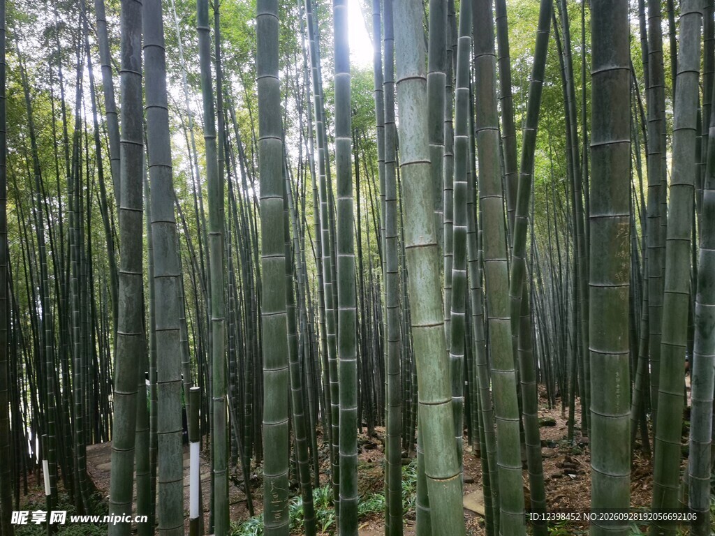 翠绿竹林自然风光