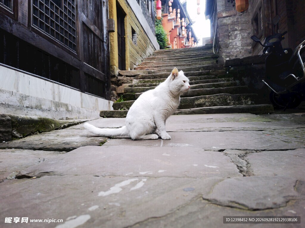 老巷口的小白猫