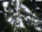 仰拍林间树隙天光
