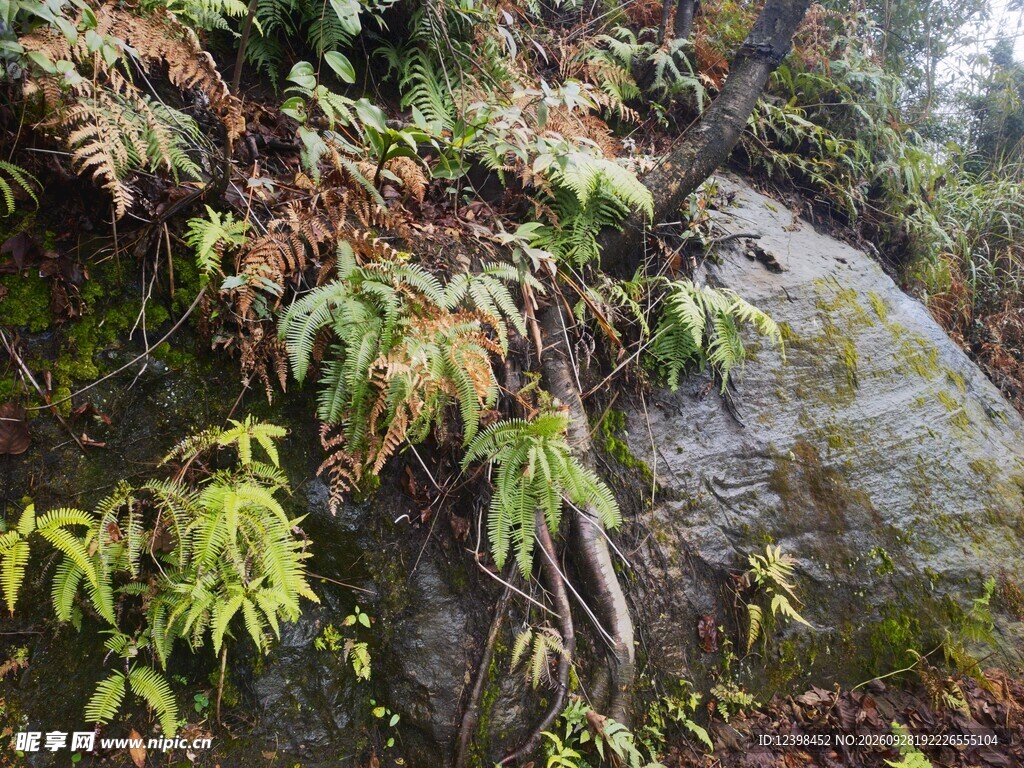 岩边野生蕨类植物