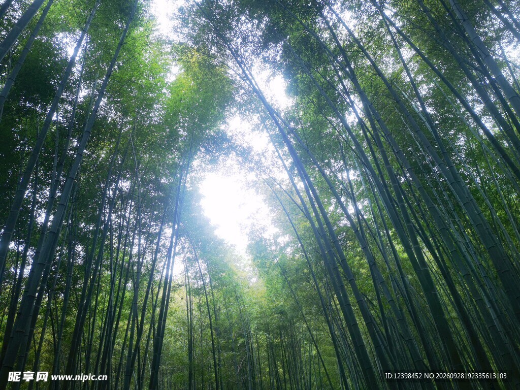 森林仰拍透光美景