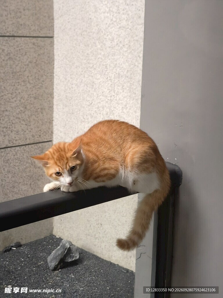 慵懒趴卧的橘猫